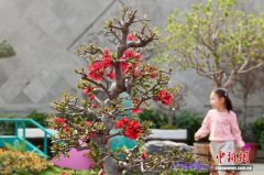 北京陶然亭公园海棠春花文化节将